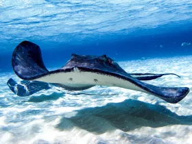 A stunning close-up of a stingray gliding gracefully through crystal-clear waters, showcasing the beauty of marine wildlife.