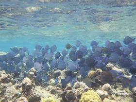 A vibrant underwater scene showcasing a school of fish swimming among coral, perfect for marine life enthusiasts and snorkeling adventures.