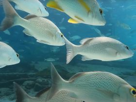 A vibrant underwater scene showcasing a school of fish swimming gracefully, perfect for marine life enthusiasts and snorkeling adventures.