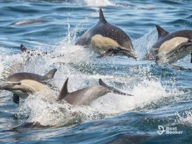 A dynamic scene of dolphins swimming and leaping through the water, showcasing their playful nature in a vibrant marine environment.