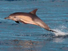 A stunning close-up of a dolphin leaping out of the water, showcasing the beauty of marine wildlife in its natural habitat.