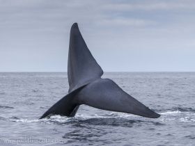 A stunning close-up of a whale's tail as it dives into the ocean, showcasing the beauty of marine wildlife in their natural habitat.