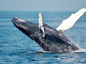 A magnificent humpback whale breaches the surface, showcasing its powerful fluke in a stunning display of marine wildlife. Perfect for whale watching enthusiasts and nature lovers.