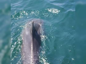 A close-up view of a dolphin swimming gracefully in clear turquoise waters, showcasing the beauty of marine wildlife encounters.