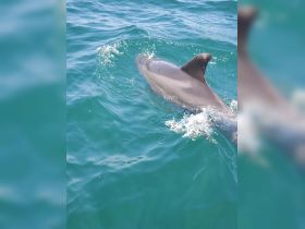 A close-up view of a dolphin swimming gracefully in clear turquoise waters, showcasing the beauty of marine wildlife encounters.