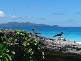 Two birds perched on a log with a stunning ocean backdrop, showcasing the natural beauty of the coastal environment.
