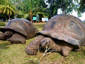 Two giant tortoises bask in the sun amidst lush greenery, showcasing the beauty of wildlife in a serene environment.