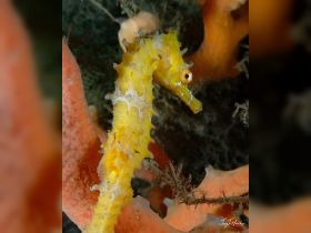 A stunning close-up of a yellow seahorse nestled among vibrant coral, showcasing the beauty of marine life in its natural habitat.
