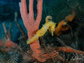 A vibrant yellow seahorse clings to colorful coral in a stunning underwater scene, showcasing the beauty of marine life.