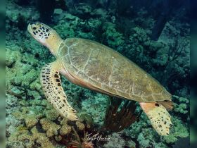 A stunning close-up of a sea turtle gracefully swimming through vibrant coral reefs, showcasing the beauty of underwater wildlife.
