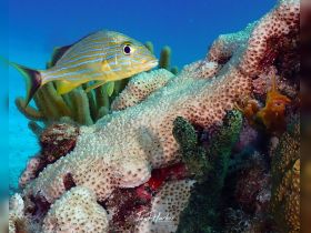 A vibrant fish swims among colorful coral formations in a stunning underwater scene, showcasing the beauty of marine life.