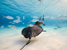 A snorkeler interacts with a stingray underwater, surrounded by schools of fish in a vibrant marine environment — a captivating wildlife experience.