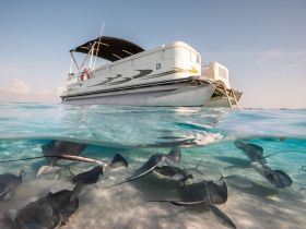A stunning underwater view featuring a group of stingrays swimming gracefully beneath a boat, showcasing the beauty of marine wildlife in crystal-clear waters.