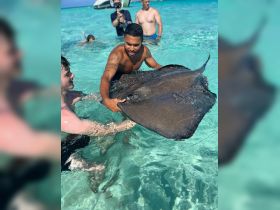 A thrilling encounter as a group interacts with a stingray in crystal-clear waters, showcasing the beauty of wildlife experiences in the Bahamas.