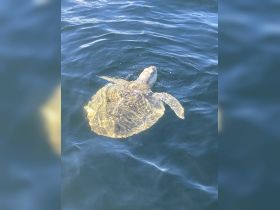A serene moment capturing a turtle swimming gracefully in the water, showcasing the beauty of marine wildlife.