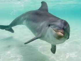 A close-up shot of a dolphin swimming gracefully in clear waters, showcasing the beauty of marine wildlife.