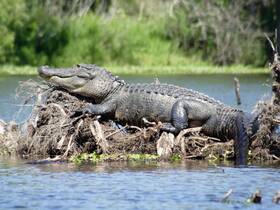 A close-up of an alligator basking on a log in a serene waterway, showcasing the beauty of wildlife in its natural habitat.