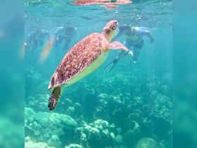 A stunning underwater shot of a sea turtle swimming gracefully, with snorkelers in the background — a perfect wildlife encounter in a vibrant marine environment.