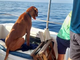 A dog enjoys the ocean view from the boat, showcasing the joy of bringing pets along for a day on the water.