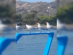 A group of birds perched on a boat, showcasing the beauty of wildlife in a coastal setting.