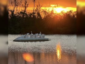 A serene sunset scene featuring a group of pelicans perched on a floating object in calm waters, creating a picturesque wildlife moment.