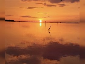 A serene sunset scene featuring a solitary bird standing in calm waters, reflecting the vibrant colors of the sky — a perfect moment of tranquility in nature.