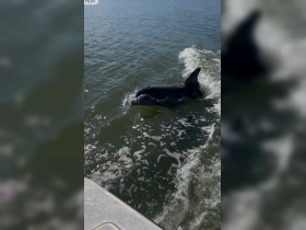 A dolphin swims gracefully through the water, showcasing the beauty of marine wildlife in its natural habitat.