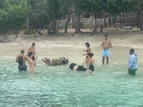 A group of people interacts with swimming pigs in shallow turquoise waters, showcasing a unique wildlife experience in the Bahamas.