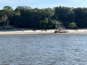 Wild horses roam along the sandy beach, surrounded by lush greenery — a serene wildlife encounter in a natural setting.