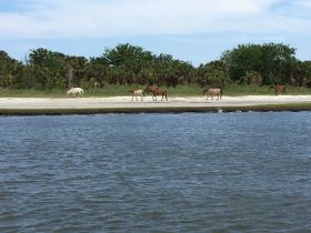 A group of wild horses, including a striking white one, strolls along the beach, showcasing the natural beauty of the coastal landscape.