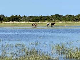 A serene scene featuring horses wading through shallow waters alongside an egret, showcasing the beauty of wildlife in a natural habitat.
