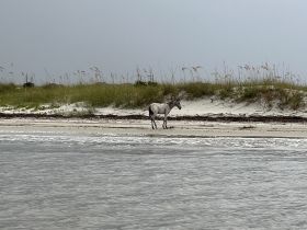 A wild horse strolls along the beach, showcasing the unique wildlife found in coastal areas. This serene scene captures the beauty of nature and the freedom of wild animals.