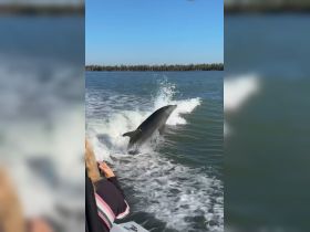 A dolphin leaps gracefully from the water, creating a stunning display of wildlife in action, while a guest captures the moment from a nearby boat.