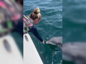 A person reaches out to a friendly dolphin in clear blue waters, showcasing a memorable wildlife interaction during a boating adventure.
