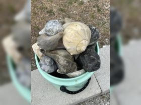 A bucket filled with various shells, showcasing the beauty of marine life collected from the beach — perfect for beachcombing enthusiasts.