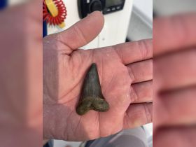 A close-up of a shark tooth found while fishing, showcasing the excitement of marine discoveries on a boat trip.