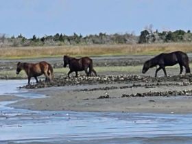 A group of wild horses strolls along the shoreline, showcasing the beauty of nature in a serene coastal environment.