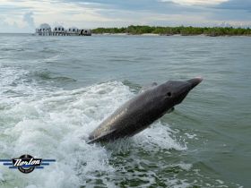 A dolphin leaps gracefully from the water, showcasing its playful nature in a scenic coastal setting — a perfect moment for wildlife enthusiasts.