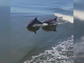 Two dolphins swim playfully in the calm waters, showcasing the beauty of marine wildlife in their natural habitat.
