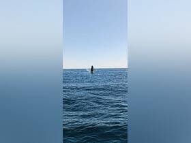 A majestic whale breaches the surface of the ocean, showcasing the beauty of marine wildlife in its natural habitat.