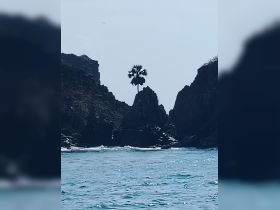 A stunning view of a rocky coastline featuring a solitary palm tree, capturing the natural beauty of the landscape — perfect for nature lovers and adventure seekers.