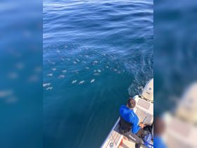 A person observes a school of dolphins swimming in clear blue waters, showcasing a beautiful wildlife encounter while boating.