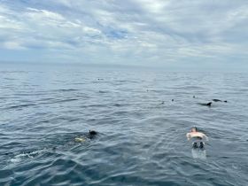 A thrilling encounter as a swimmer enjoys the company of dolphins in the open water, showcasing the beauty of marine wildlife interactions.