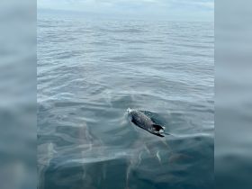 A captivating view of dolphins swimming gracefully in the open water, showcasing the beauty of marine wildlife in their natural habitat.