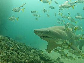 A stunning underwater shot of a shark surrounded by schools of fish, showcasing the vibrant marine life in its natural habitat.