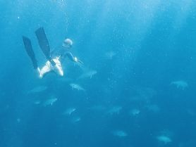 A diver explores the underwater world surrounded by schools of fish, showcasing the beauty of marine life during an adventurous diving experience.