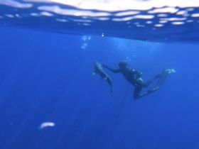 A diver interacts with a shark underwater, showcasing the thrilling experience of close encounters with marine wildlife.