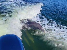 A playful dolphin swims alongside a boat, showcasing the beauty of marine wildlife in its natural habitat.