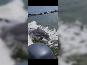 A dolphin leaps gracefully from the water, showcasing its playful nature in a vibrant marine environment — a captivating moment for wildlife enthusiasts.