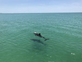 Two dolphins swim gracefully in the clear turquoise waters, showcasing the beauty of marine wildlife in their natural habitat.